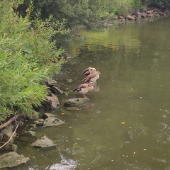 Alopochen aegyptiaca