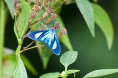 Agyrta