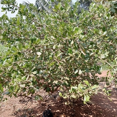 Gardenia ternifolia