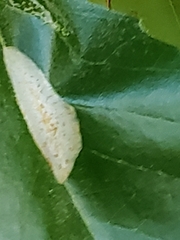Phyllonorycter platani