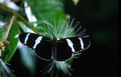 Heliconius antiochus