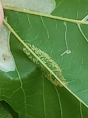 Phyllonorycter platani
