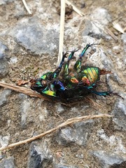 Sericotrupes niger