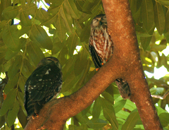 Ninox connivens peninsularis