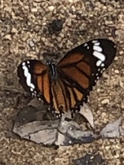 Danaus genutia