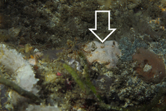 Polysyncraton rica