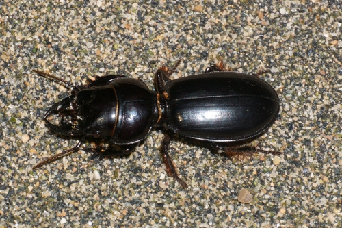 Scarite géant