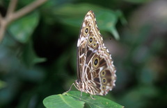 Morpho deidamia