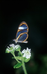 Napeogenes sylphis