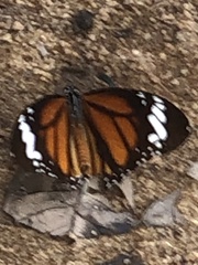 Danaus genutia