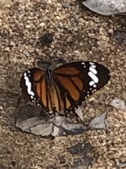 Danaus genutia