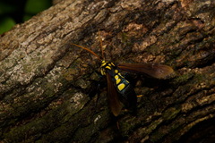 Orcynia calcarata