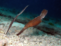 Solenostomus cyanopterus