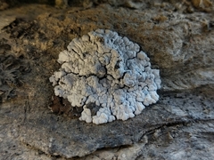 Toninia candida