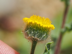 Pulicaria vulgaris