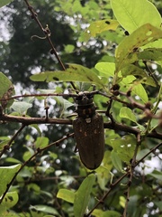 Batocera rufomaculata