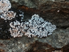 Toninia candida