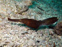 Solenostomus cyanopterus