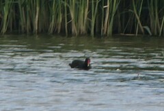 Gallinula chloropus