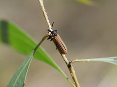 Rhinotia haemoptera