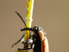 Rhinotia haemoptera
