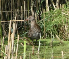 Rallus aquaticus