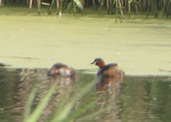 Tachybaptus ruficollis