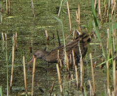 Rallus aquaticus