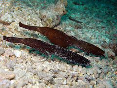 Solenostomus cyanopterus