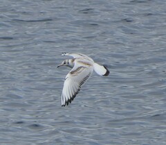 Chroicocephalus ridibundus