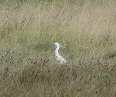 Egretta garzetta