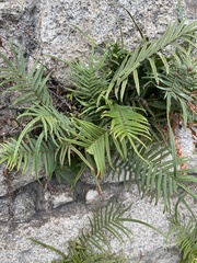 Pteris vittata
