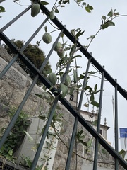 Araujia sericifera