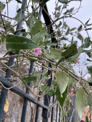 Araujia sericifera
