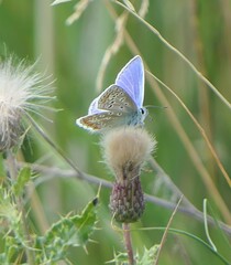Polyommatus icarus