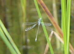 Lestes sponsa