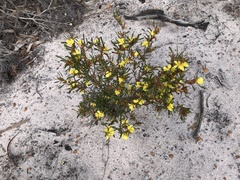 Hibbertia subvaginata