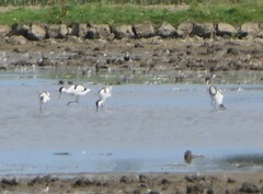 Recurvirostra avosetta