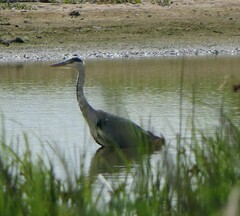Ardea cinerea