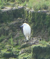 Egretta garzetta
