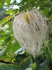 Clematis tangutica
