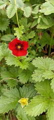 Potentilla atrosanguinea