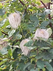 Clematis tangutica