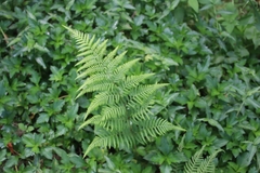 Macrothelypteris