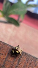 Paracritheus trimaculatus