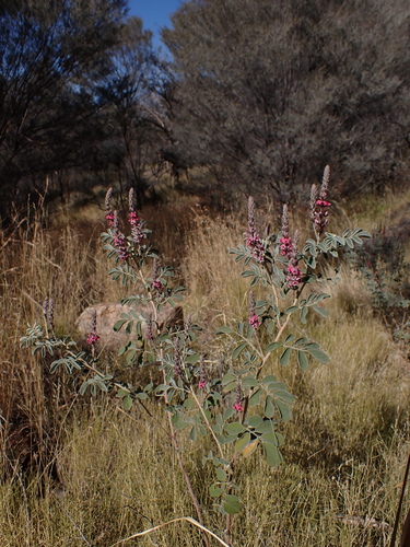 Image of Indigofera basedowii by (c) Nina Kerr, some rights reserved (CC BY)