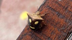 Paracritheus trimaculatus