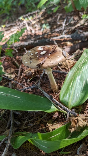 Amanita