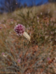 Ptilotus schwartzii