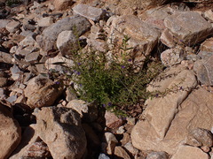 Stemodia viscosa